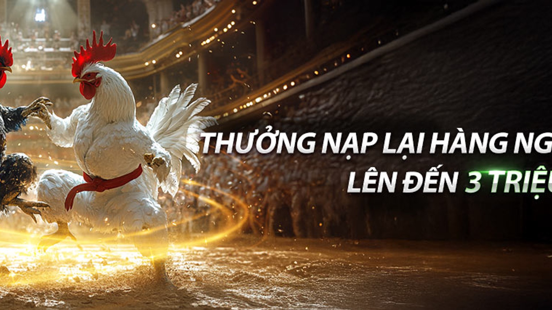 Sân đấu đá gà kịch tính tại MCW77